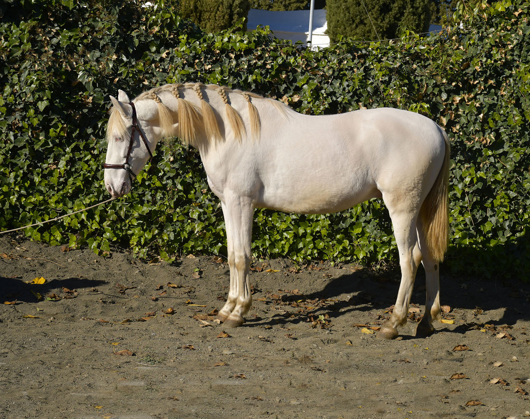 Caballo en Venta